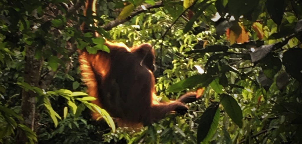 Wild orangutan, Kutai National Park